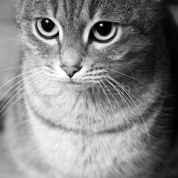 striped cat Stock photo © dmitroza
