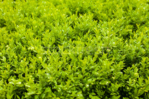 Primo piano view verde Bush elemento bella Foto d'archivio © dmitroza