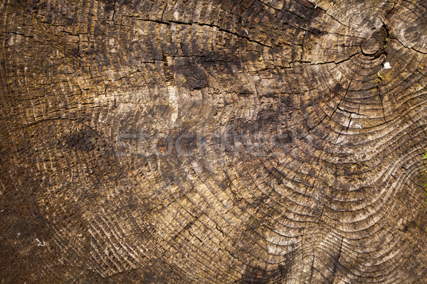 Stock foto: Rau · Textur · Holz · Ansicht · Holz
