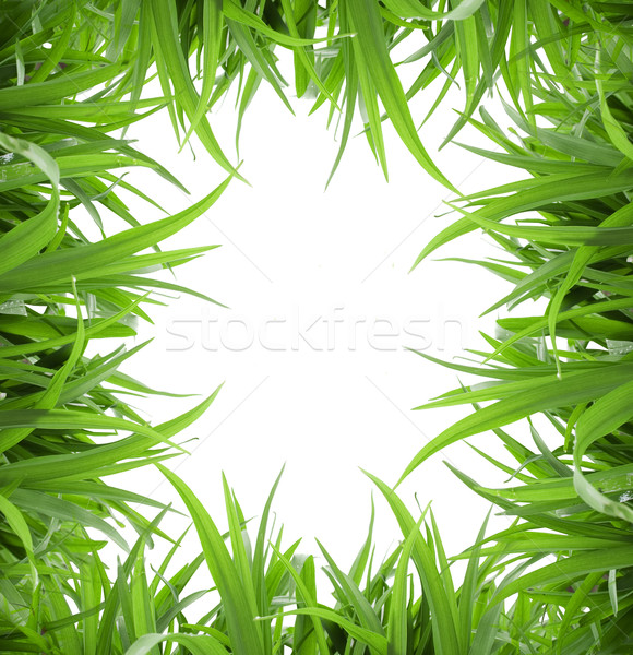 Foto stock: Isolado · grama · verde · branco · verão