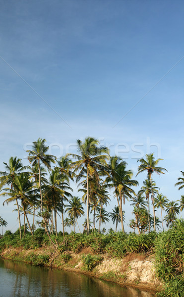 кокосового ладонями воды тропические облачный Blue Sky Сток-фото © dmitroza