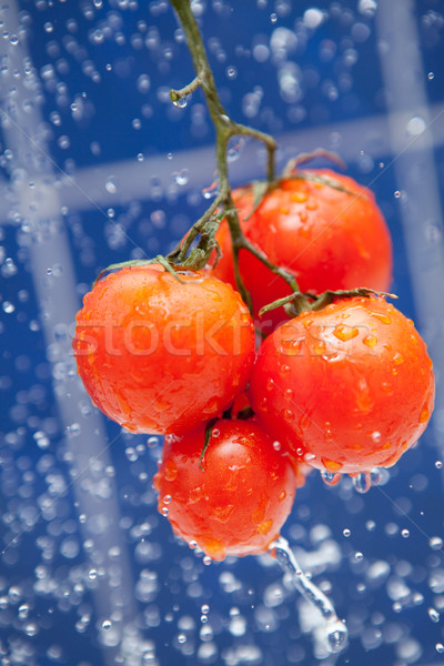 商业照片: 新鲜 · 西红柿 · 红色 ·滴·水· 蓝色