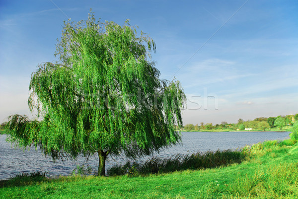 Stok fotoğraf: Söğüt · göl · resim · mavi · gökyüzü · yalnız · ağaç