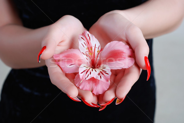 紅潤 蘭花 粉紅色的花 手 年輕的女孩 手 商業照片 © dmitroza