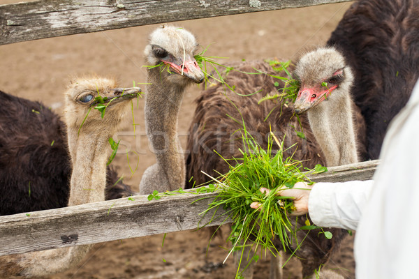 Ostriches  are eating grass Stock photo © dmitroza