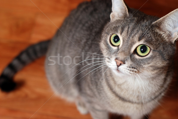 striped cat on the floor Stock photo © dmitroza