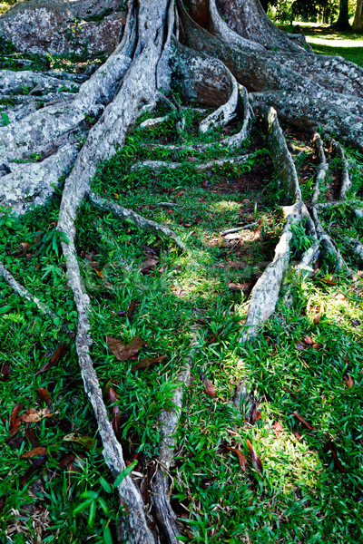 Baum Wurzeln tropischen Sri Lanka Natur Anlage Stock foto © dmitry_rukhlenko