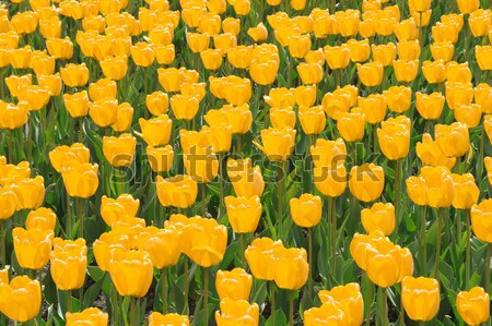 Stock photo: Field of yellow tulips