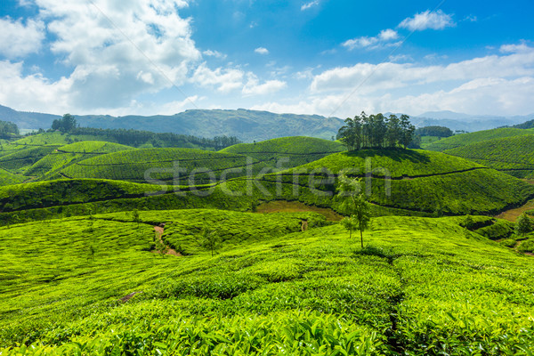 Foto stock: Chá · folha · verde · montanhas · asiático · indiano