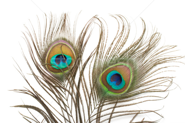 Two peacock feathers close up Stock photo © dmitry_rukhlenko