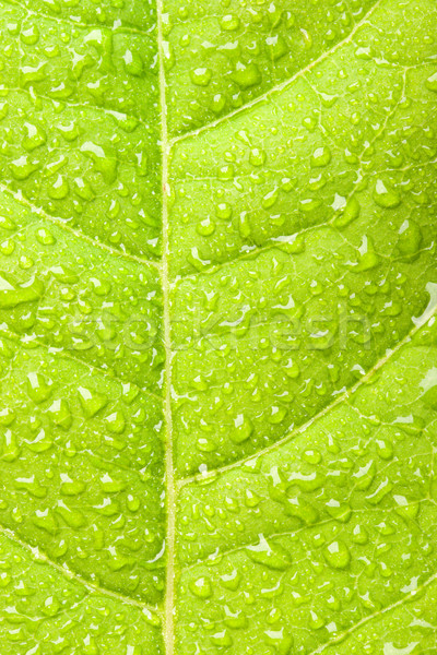 Hoja verde gotas de agua macro agua verde planta Foto stock © dmitry_rukhlenko