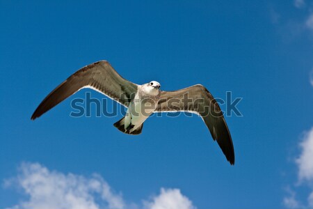 Seagull flying Stock photo © dmitry_rukhlenko