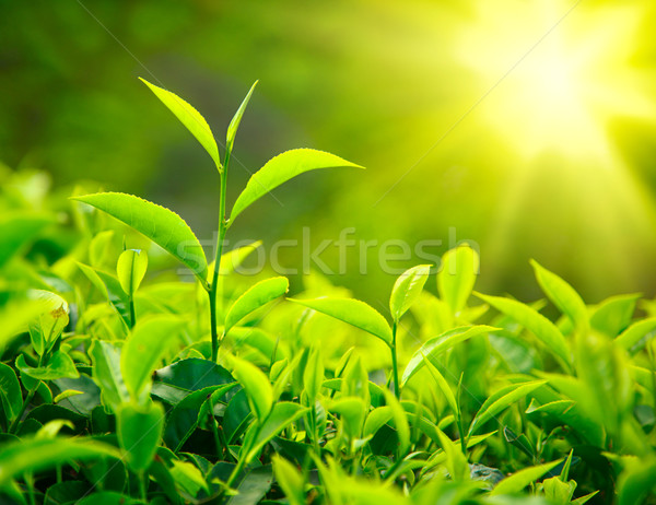 Zdjęcia stock: Herbaty · pączek · pozostawia · liści · zielone · świeże
