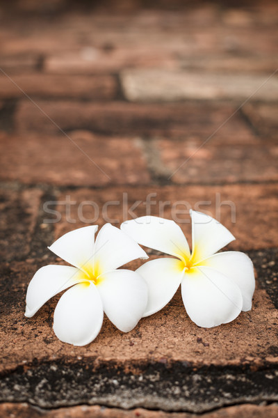 Two frangipani (plumeria) flowers Stock photo © dmitry_rukhlenko