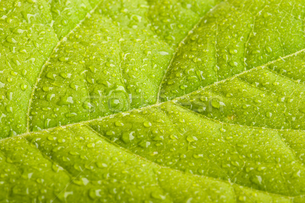 Green leaf Wassertropfen Makro Wasser grünen Anlage Stock foto © dmitry_rukhlenko