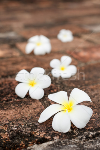 Frangipani (plumeria) flowers on stones Stock photo © dmitry_rukhlenko