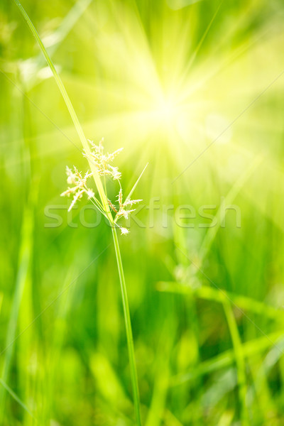 Stock foto: Grünen · Gras · seicht · Bereich · Sonnenlicht · Frühling · Garten