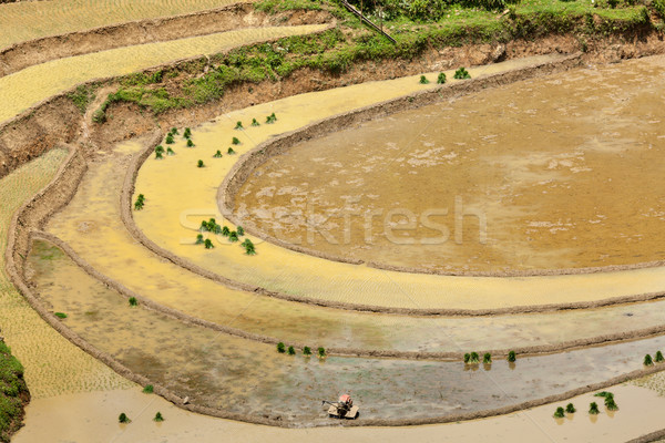 Rice field terraces. Near Sapa, Mui Ne Stock photo © dmitry_rukhlenko
