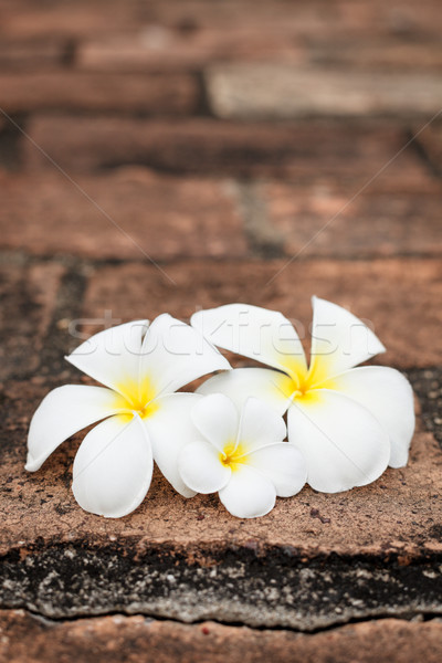 Frangipani (plumeria) flowers Stock photo © dmitry_rukhlenko