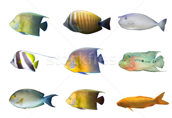 Selection of tropical coral fishes isolated Stock photo © dmitry_rukhlenko