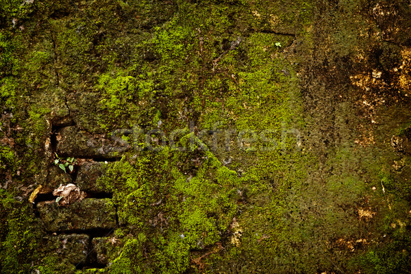 Kőfal moha textúra fedett fal zöld Stock fotó © dmitry_rukhlenko