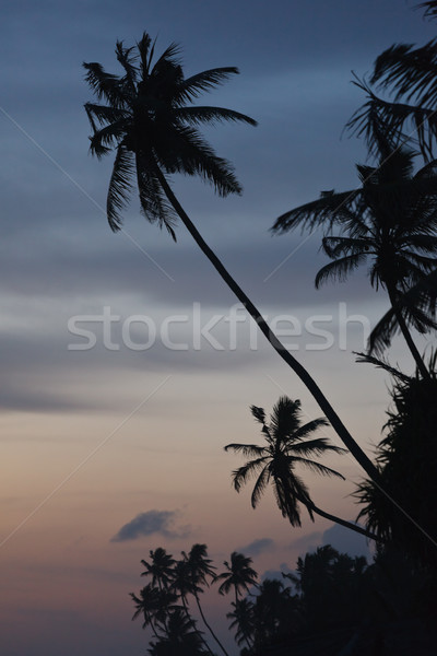 Tropische zonsondergang strand palmen Sri Lanka blad Stockfoto © dmitry_rukhlenko