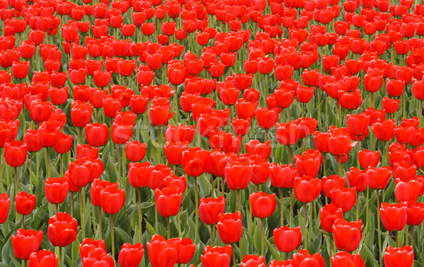 Campo rosso tulipani fiore fiori natura Foto d'archivio © dmitry_rukhlenko