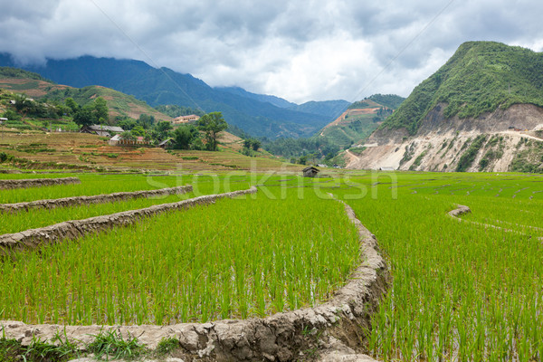 Riz Viêt-Nam rizière chat village nature [[stock_photo]] © dmitry_rukhlenko