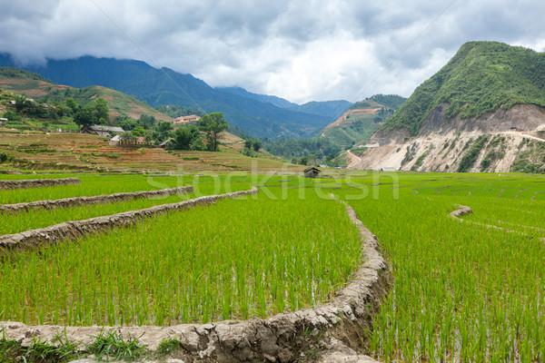 Rice plantations. Vietnam Stock photo © dmitry_rukhlenko