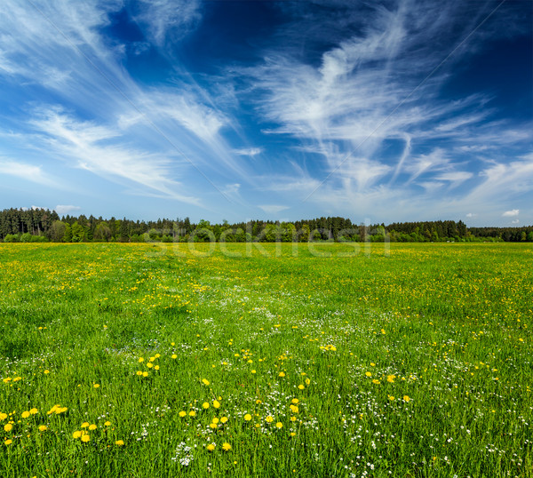 Summer meadow Stock photo © dmitry_rukhlenko