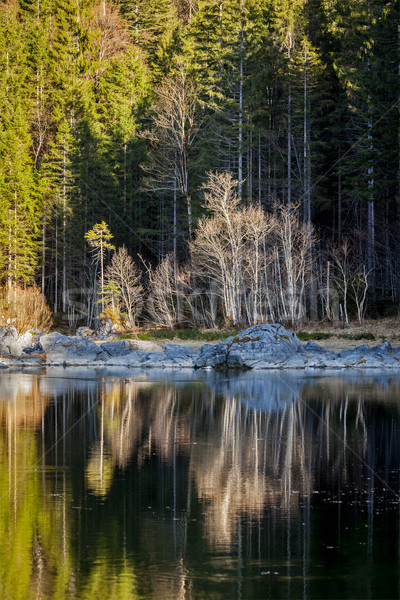Forest trees on Frillensee (small lake near Eibsee), Germany  Stock photo © dmitry_rukhlenko