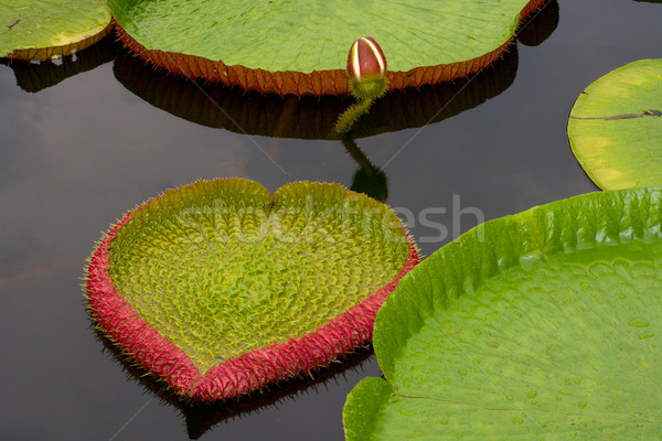 Amazon lily floating on water Stock photo © dmitry_rukhlenko