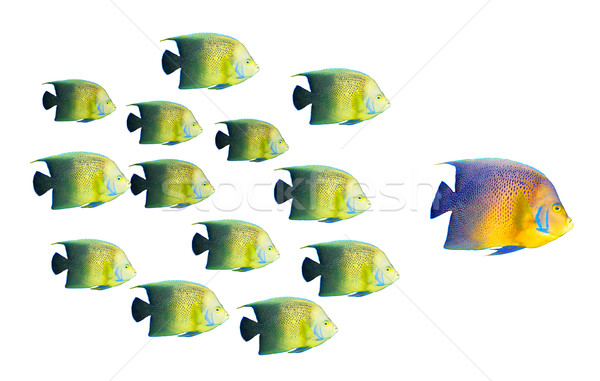Leadership concept - big fish leading school of tropical fishes Stock photo © dmitry_rukhlenko
