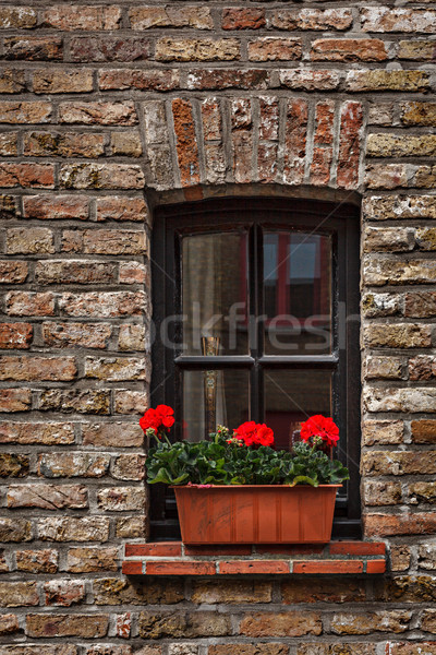 Window with flowers in Europe. Bruges (Brugge), Belgium Stock photo © dmitry_rukhlenko
