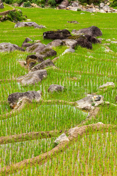 Rice plantations. Vietnam Stock photo © dmitry_rukhlenko