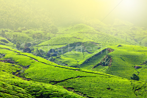 Imagine de stoc: Ceai · dimineaţă · ceaţă · frunze · câmp · verde