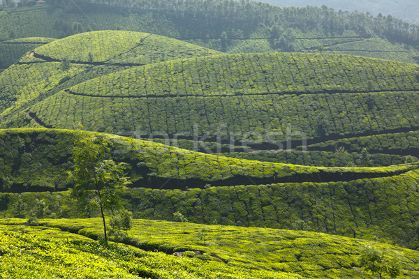 Chá céu folha verde montanhas agricultura Foto stock © dmitry_rukhlenko