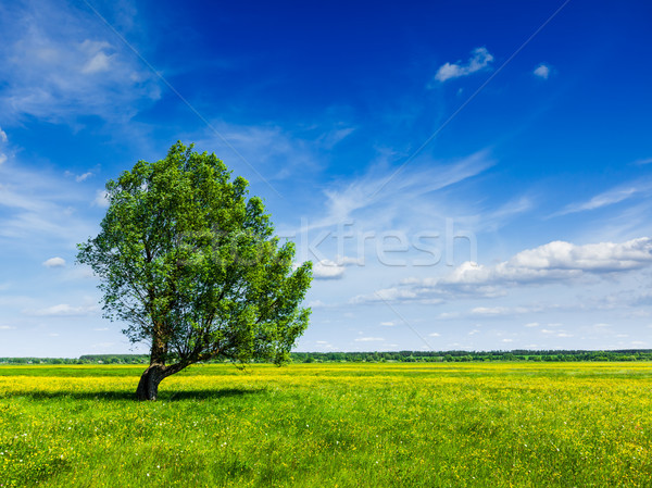 Spring summer green field scenery lanscape with single tree Stock photo © dmitry_rukhlenko