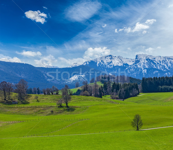 German idyllic pastoral countryside in spring with Alps in backg Stock photo © dmitry_rukhlenko