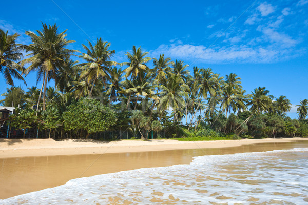 Idyllisch strand Sri Lanka tropische paradijs palm Stockfoto © dmitry_rukhlenko