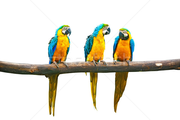 Blue-and-Yellow Macaw Stock photo © dmitry_rukhlenko