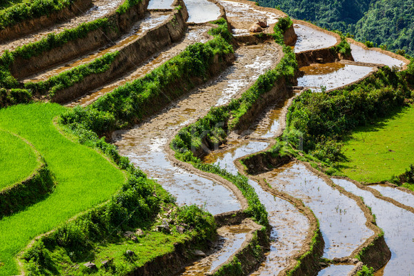 Rice field terraces. Near Sapa, Mui Ne Stock photo © dmitry_rukhlenko