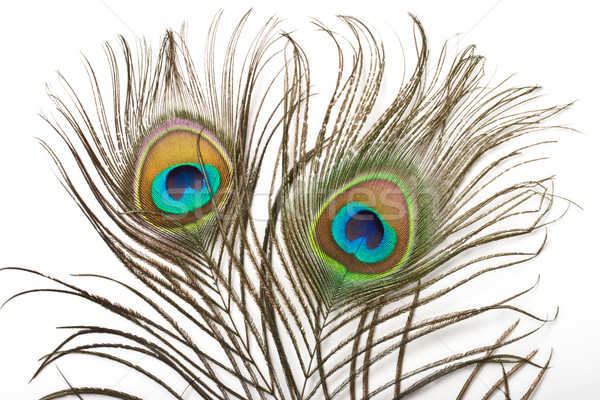 Peacock feather close up Stock photo © dmitry_rukhlenko