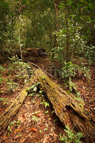 Tropical forest Stock photo © dmitry_rukhlenko