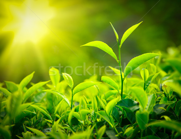 Chá broto folhas folha verde fresco Foto stock © dmitry_rukhlenko