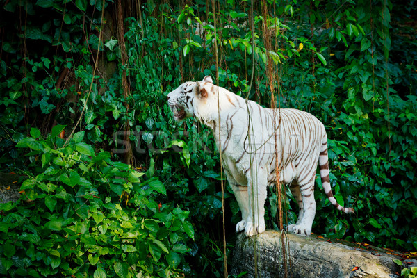 White tiger Stock photo © dmitry_rukhlenko