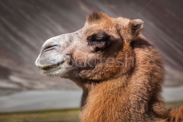 Camel in Nubra vally, Ladakh Stock photo © dmitry_rukhlenko