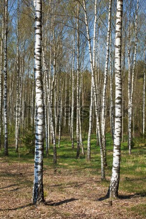 Berk bosje voorjaar gras bos natuur Stockfoto © dmitry_rukhlenko