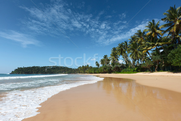Idylliczny plaży Sri Lanka tropikalnych raj drzewo Zdjęcia stock © dmitry_rukhlenko