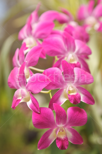 Rosa Orchidee Natur Blume Garten Stock foto © dmitry_rukhlenko